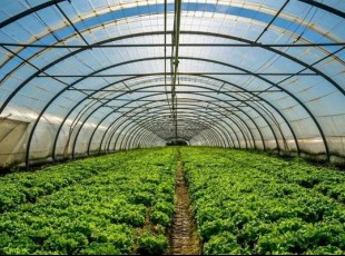 什么是绿色农业？绿色农业的生长现状与生长思路